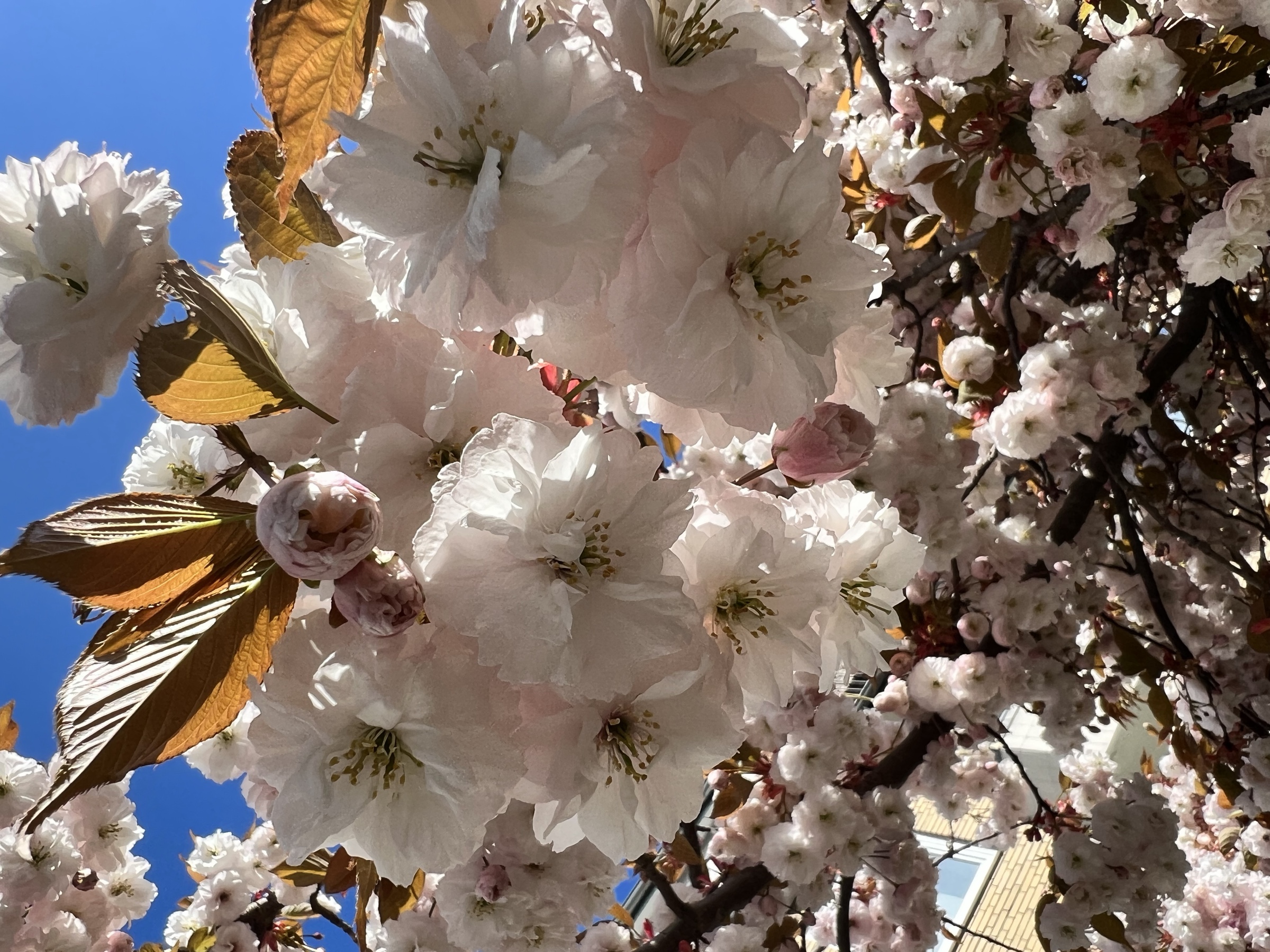 Cherry blossom against blue sky