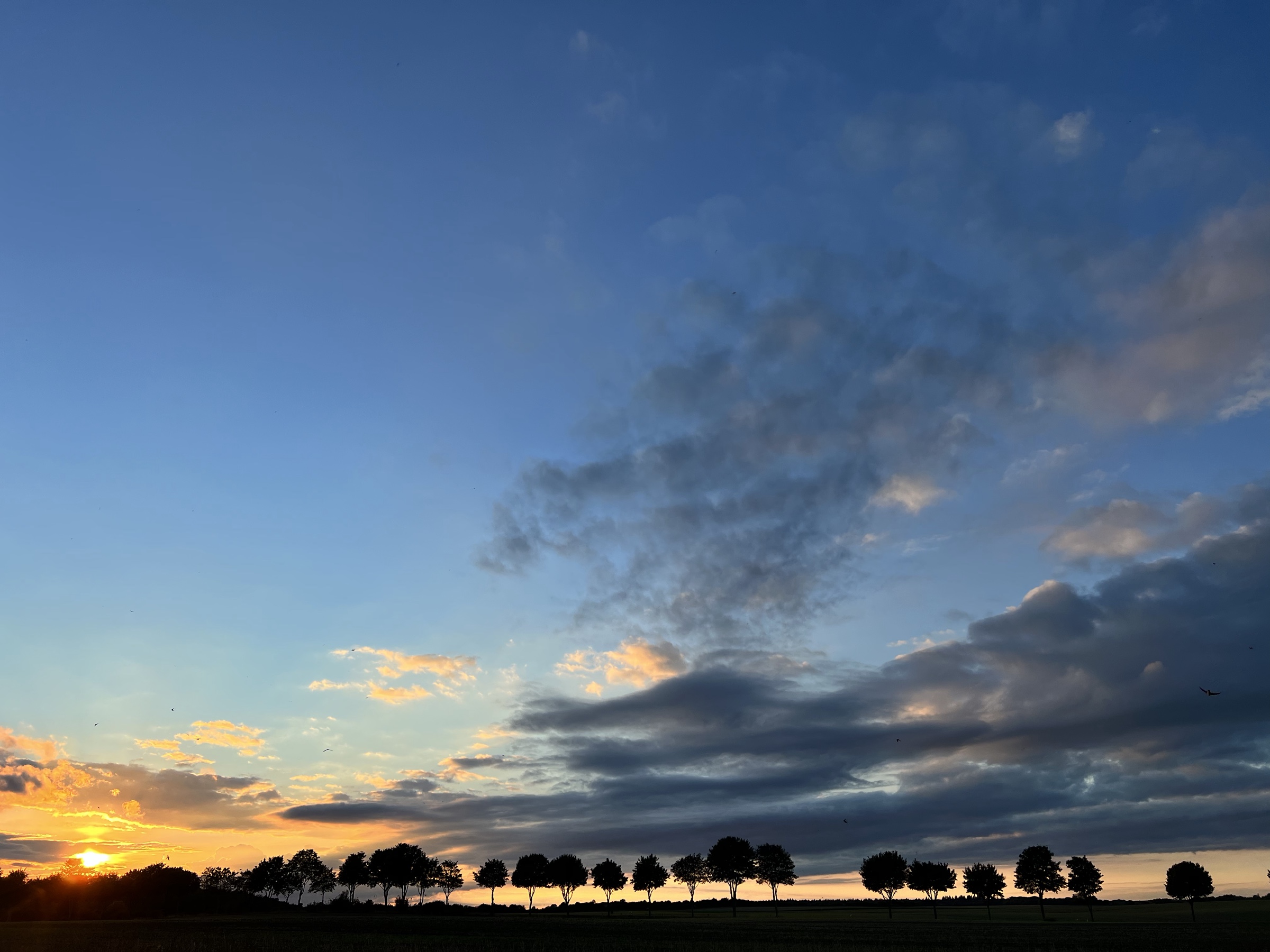Tree line at sunset, two