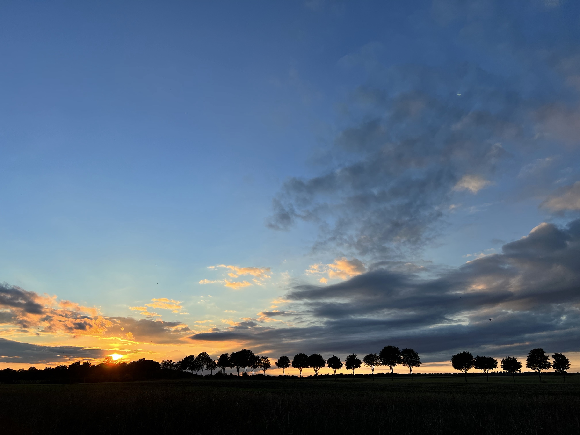 Tree line at sunset, three
